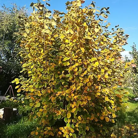 招待所 Var-liget Vendeghaz 4*