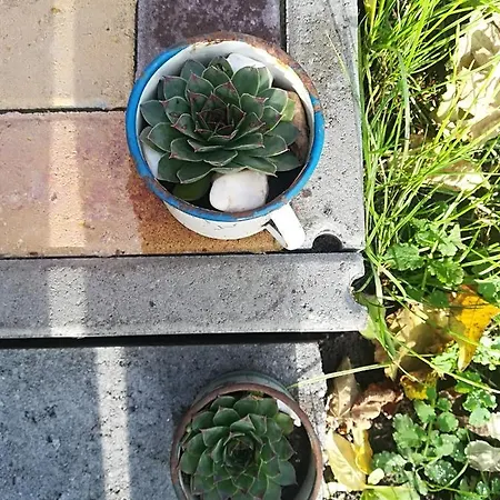 招待所 Var-liget Vendeghaz 4*