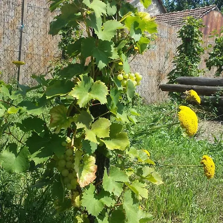 Var-liget Vendeghaz 招待所 4*