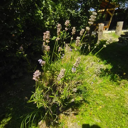 Vendégház Vár-liget 3*